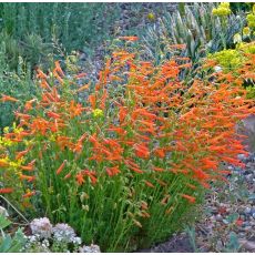 Penstemon pinifolius