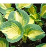 Hosta 'Great Expectations'