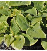 Hosta 'Christmas Tree'