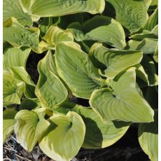 Hosta 'Christmas Tree'