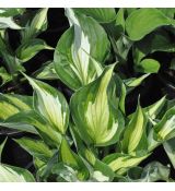 Hosta 'Whirlwind'