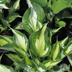 Hosta 'Whirlwind'