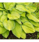 Hosta 'Guacamole'