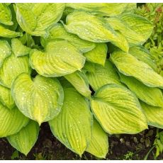 Hosta 'Guacamole'