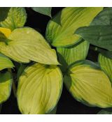 Hosta 'Gold Standard'