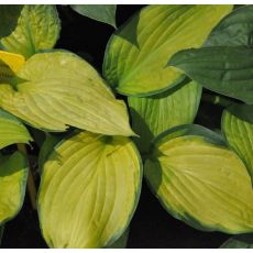 Hosta 'Gold Standard'