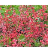 Heuchera sanguinea 'Leuchtkäfer' K9