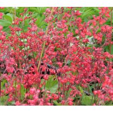 Heuchera sanguinea 'Leuchtkäfer' K9