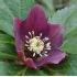 Helleborus 'Red hybrids'