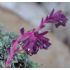 Saxifraga sempervivum Afrodite'