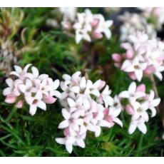 Asperula nitida