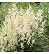 Astilbe japonica  'Deutschland'