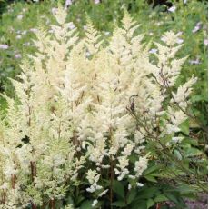 Astilbe japonica  'Deutschland'