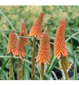 Kniphofia Alcazar