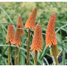 Kniphofia Alcazar