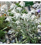 Leontopodium alpinum (plesnivec)