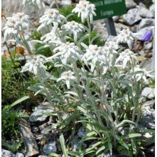 Leontopodium alpinum (plesnivec)