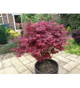 Acer palmatum 'Atropurpureum' 3l