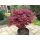 Acer palmatum 'Atropurpureum' 3l