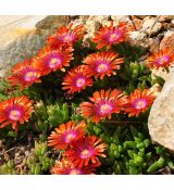 Delosperma 'Fireglow'