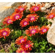 Delosperma 'Fireglow'