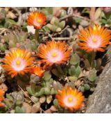 Delosperma 'Topaz'