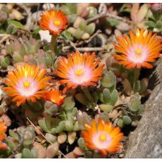 Delosperma 'Topaz'