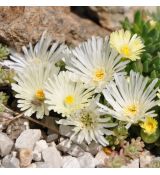 Delosperma 'White nuget'