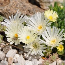 Delosperma 'White nuget'