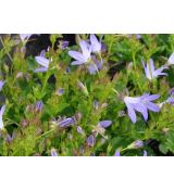 Campanula poscharskyana