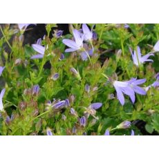 Campanula poscharskyana