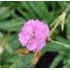 Dianthus gratianopolitanus "Pink Jewel"