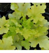 Heuchera 'Lime Marmalade' 1l