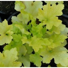 Heuchera 'Lime Marmalade' 1l