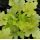 Heuchera 'Lime Marmalade' 1l