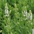 Salvia nemorosa ' White' - 1l