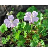 Geranium dalmaticum