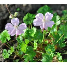 Geranium dalmaticum