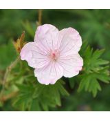 Geranium sanguineum 'Vision pink'
