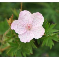 Geranium sanguineum 'Vision pink'