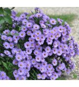 Aster 'Lady in Blue'