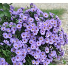 Aster 'Lady in Blue'