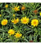 Inula ensifolia