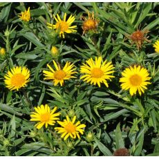 Inula ensifolia