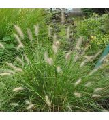 Pennisetum alopecuroides 'Little Bunny'