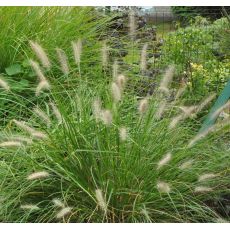 Pennisetum alopecuroides 'Little Bunny'