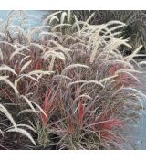 Pennisetum setaceum 'Fireworks'