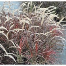 Pennisetum setaceum 'Fireworks'