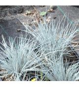 Festuca glauca 'Azurit'