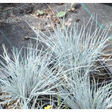 Festuca glauca 'Azurit'